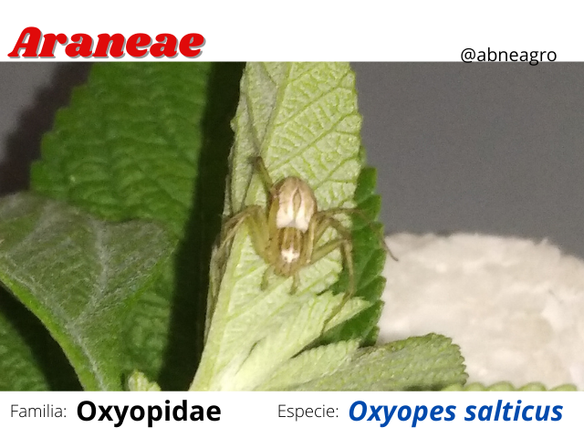 Hemiptera(3).png
