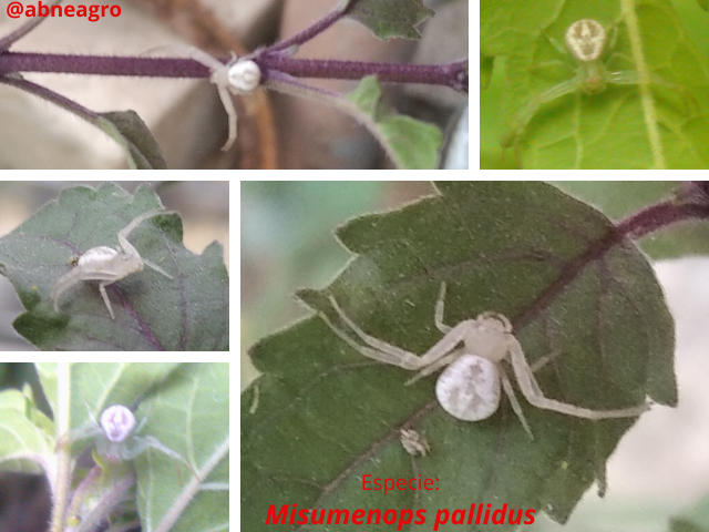 Araneae 7.png