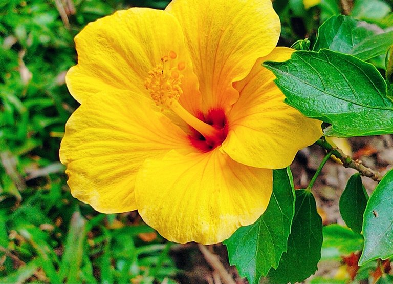 Java Flower photography.