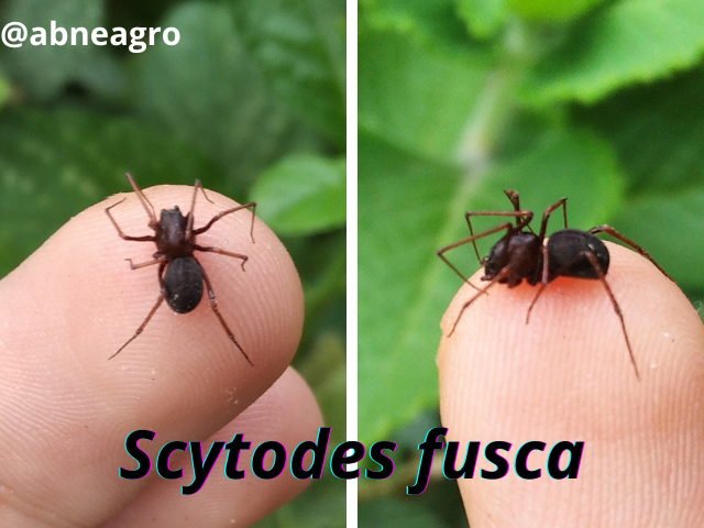 Scytodes fusca.png