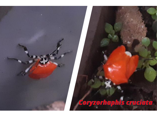 Pentatomidae(4).png