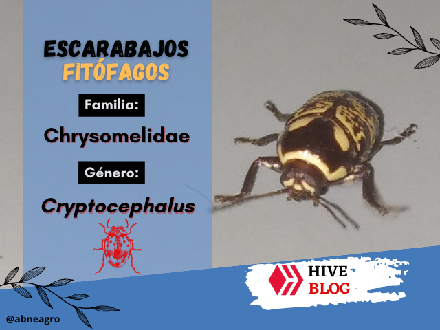 Portada.png