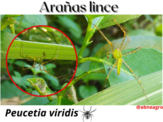 Arañas lince(8).png