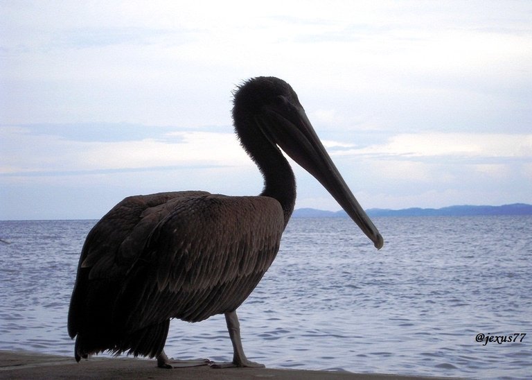 8-Pelicanos.jpg