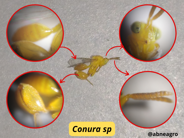 Automeris cf. jucunda (7).png