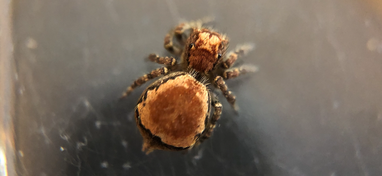 Sevaea sp. brown patterns on the abdomen