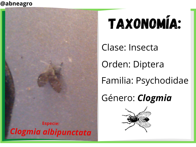 Diptera libro.png