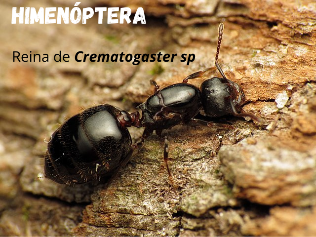 Hymenoptera reina.png