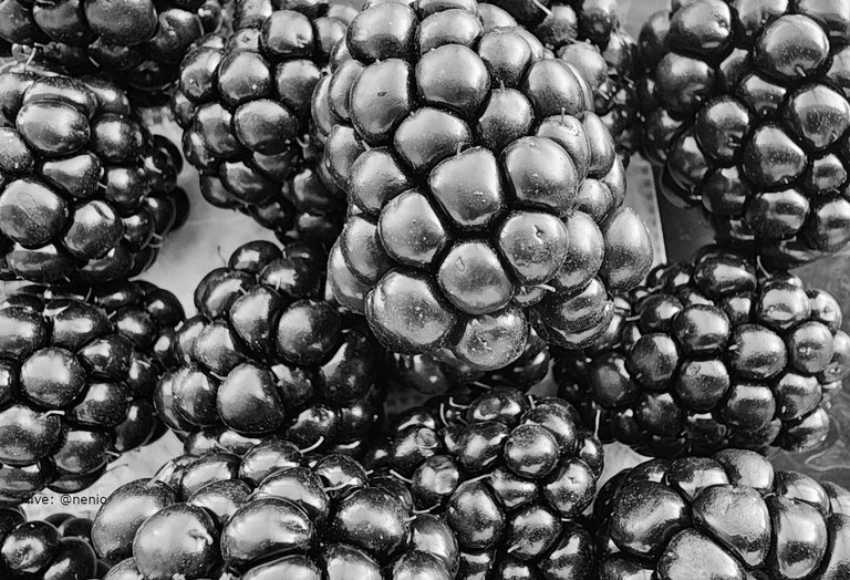 moras-001-bw.jpg