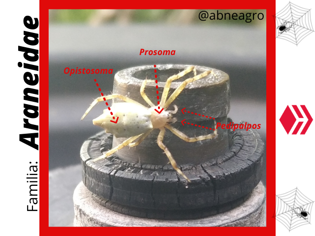 Araneidae(3).png