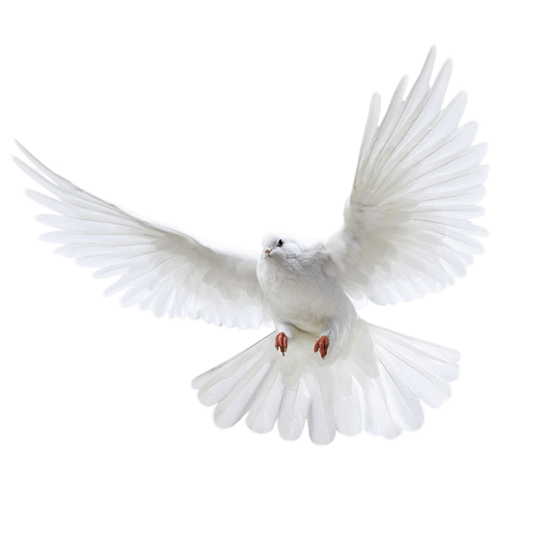 White Pigeon flying - 960x960.png