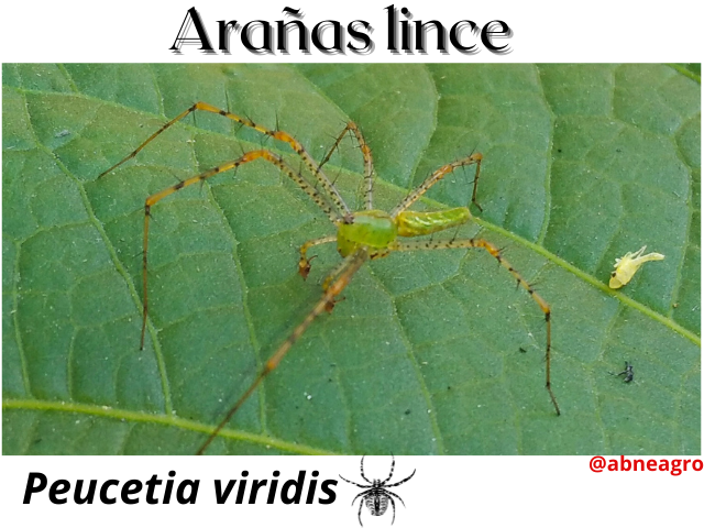 Arañas lince(1).png
