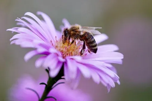 bee-5618012__340.webp