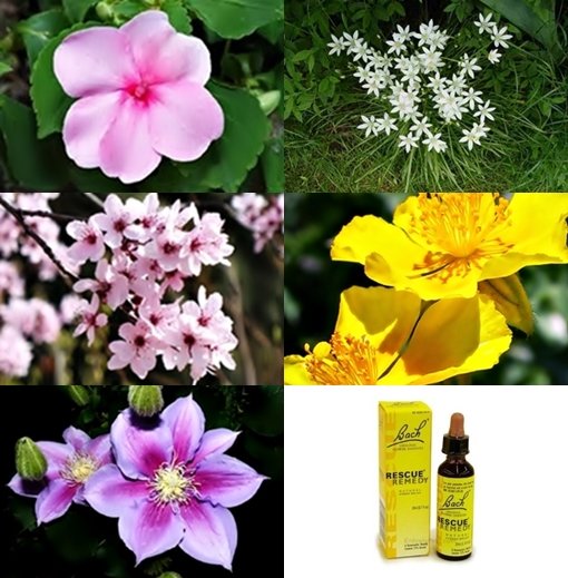 Rescue Remedy Flowers.jpg
