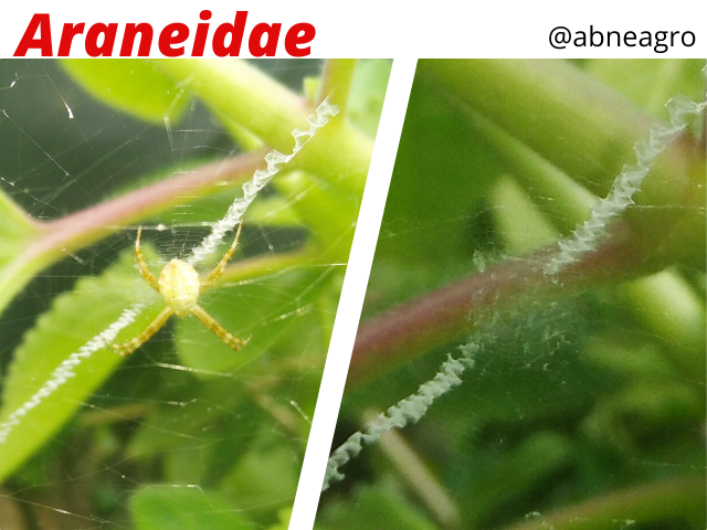 Araneidae(5).png