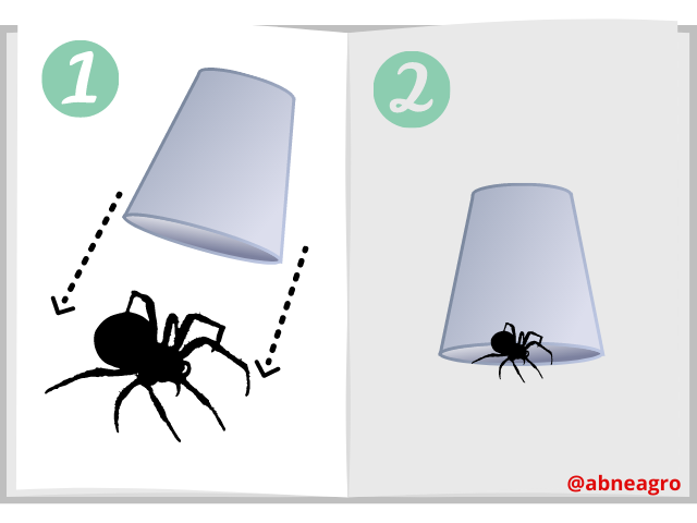 Araña 11.png