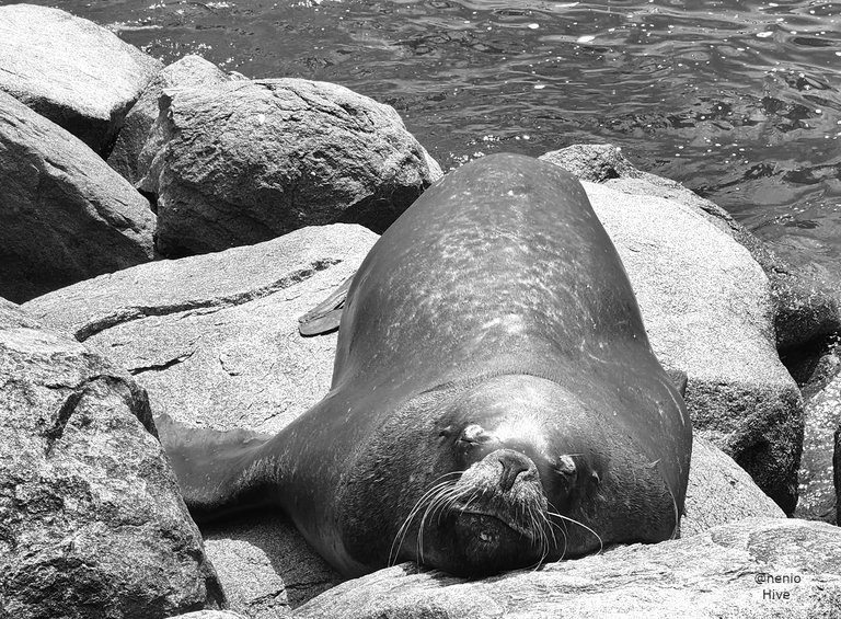 sealions-020-bw.jpg