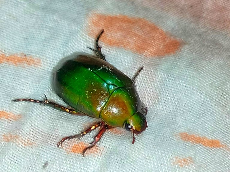 Anomala cupripes.