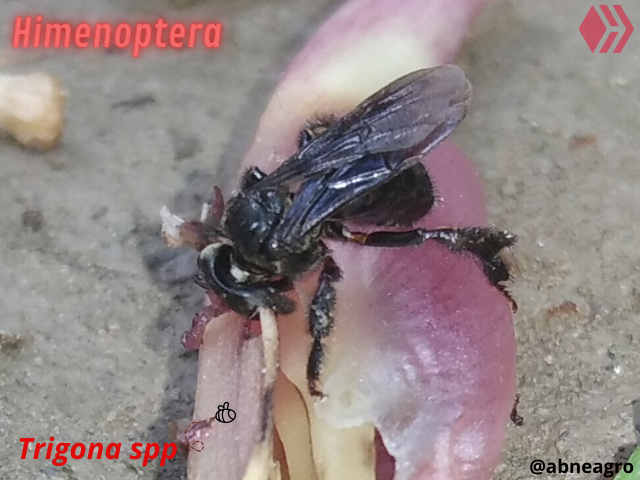 Automeris cf. jucunda (2).png