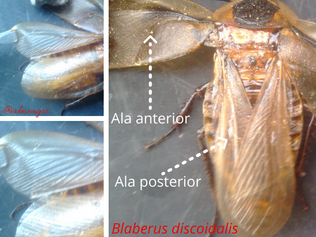 Blattodea partes 2.png