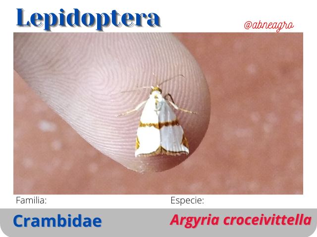 @abneagro.png