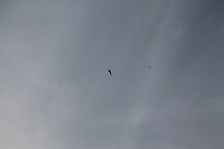 IMG_0226.JPG