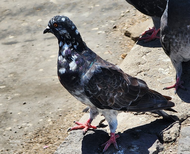 pigeons-010.jpg