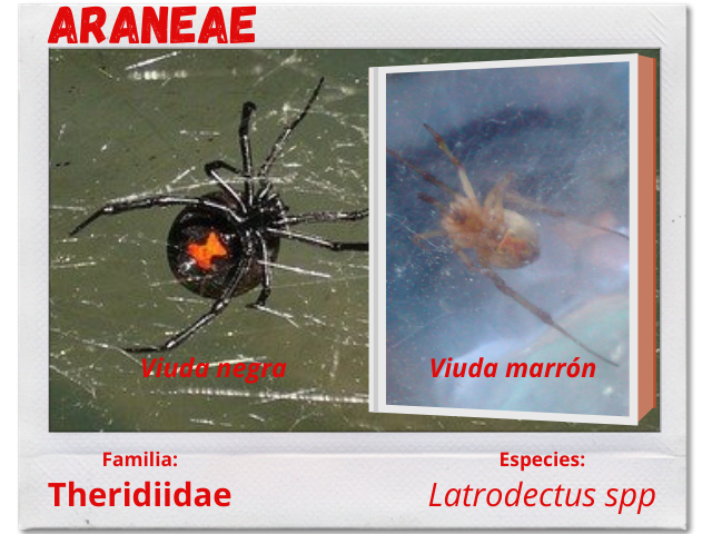 Arañas 3.png