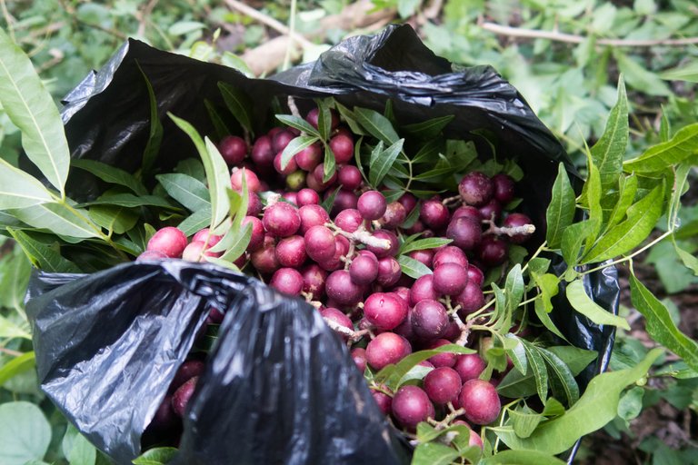 a bag full of trenggulun