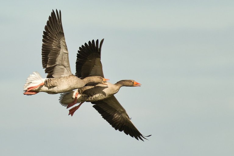 greylag-goose-7858566_1280.jpg