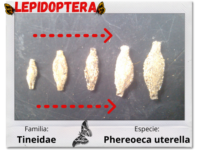 Lepidoptera 2.png