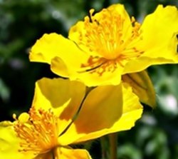 rock-rose-26-fiori-di-bach.jpg