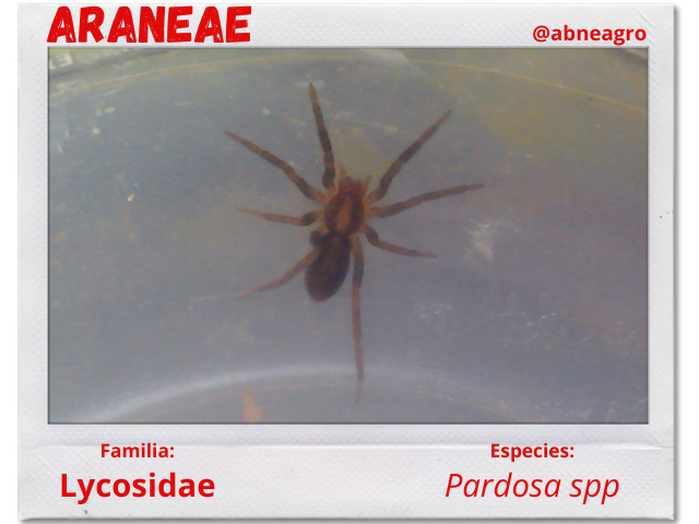 Arañas 5.png
