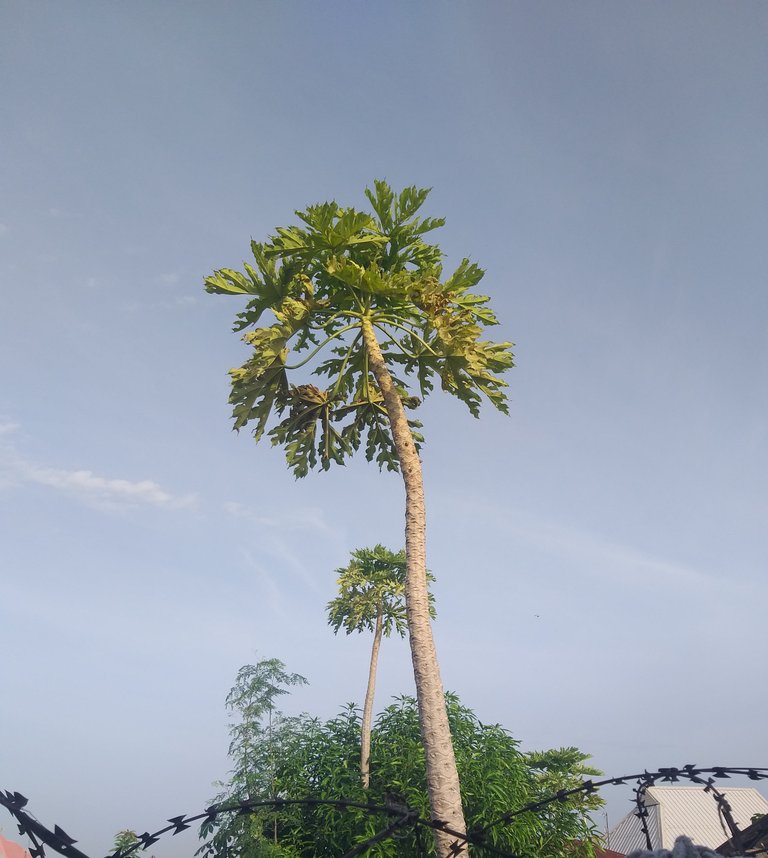 Money Dont Grow On Trees 