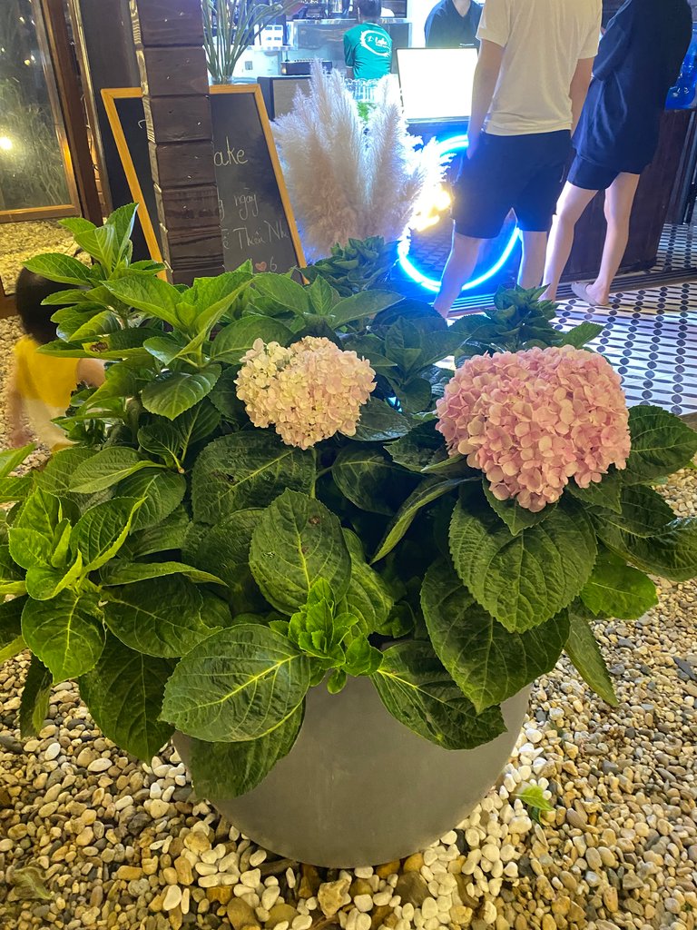 IMG_2329.jpeg