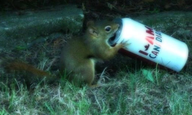 VYB photo : A Canadian Squirrel eh ? 🇨🇦 🐿