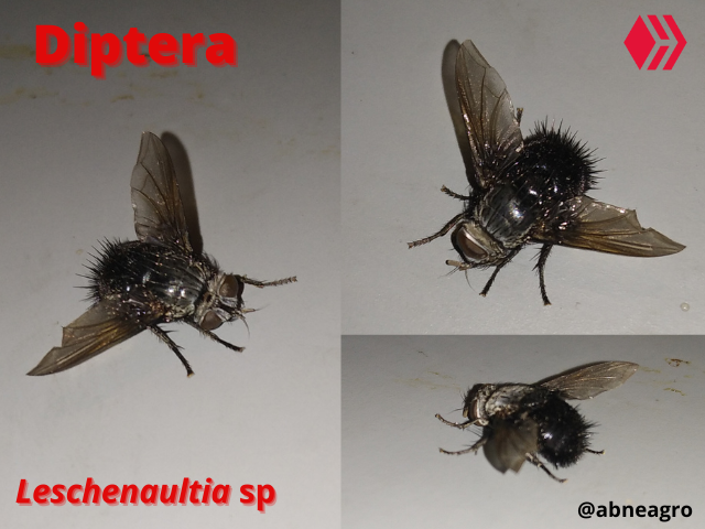 Automeris cf. jucunda (6).png