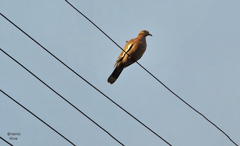 dove-wires-002.jpg