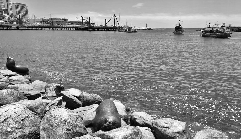 sealions-021-bw.jpg