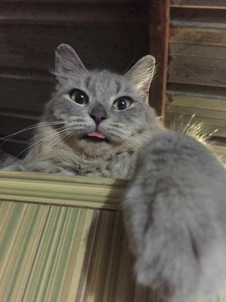 My Girlfriend pet MAYA <3
