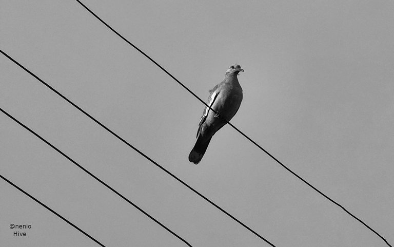 dove-wires-003-bw.jpg