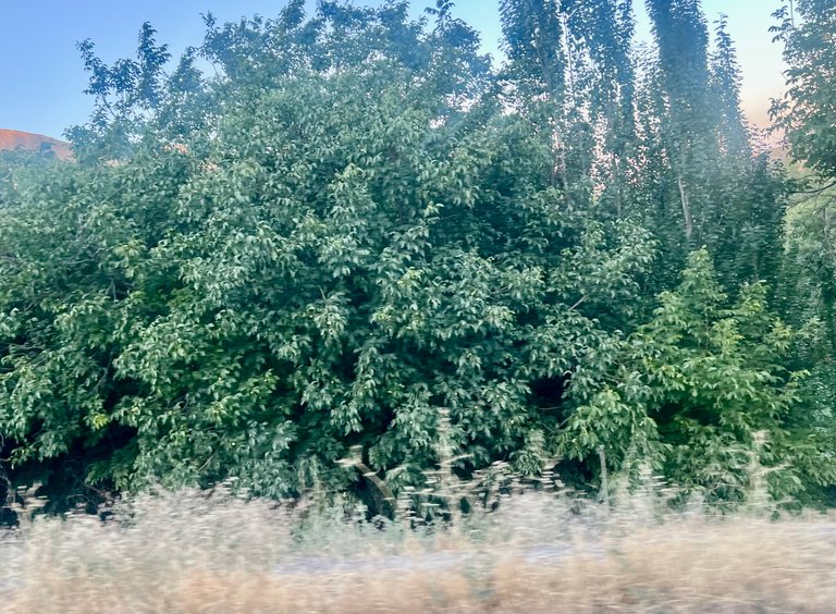 IMG_5171.jpeg
