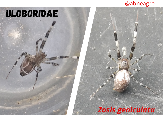 Arachnida(4).png