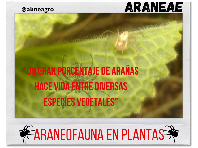 Araneae 1.png