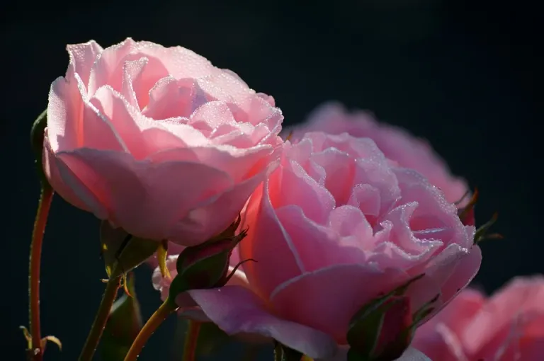 roses-8247285_960_720.webp