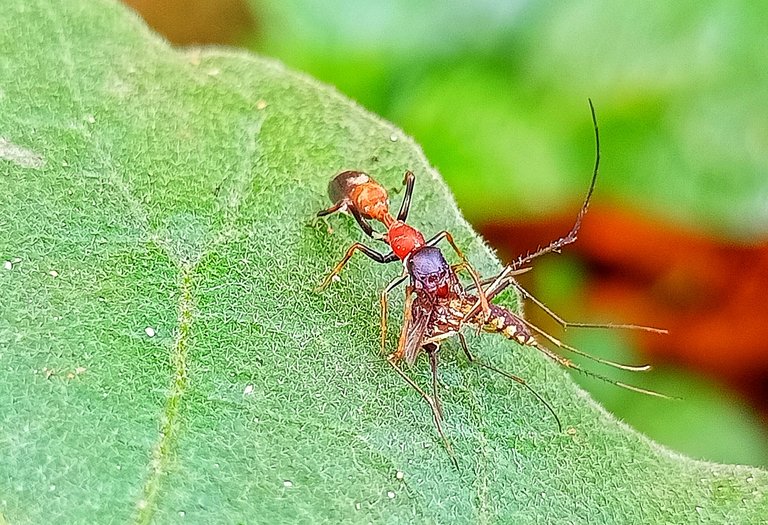 Myrmarachne melanocephala.