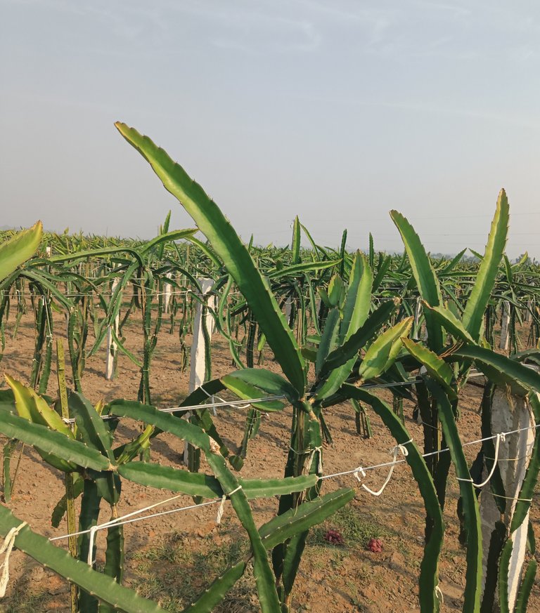 dragon fruit photography