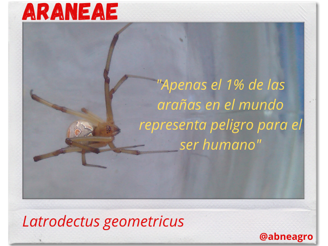 Arañas 1.png