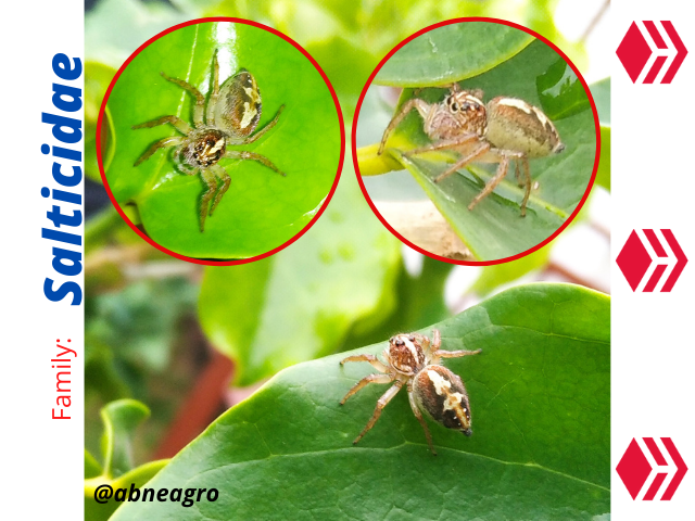 Salticidae(1).png