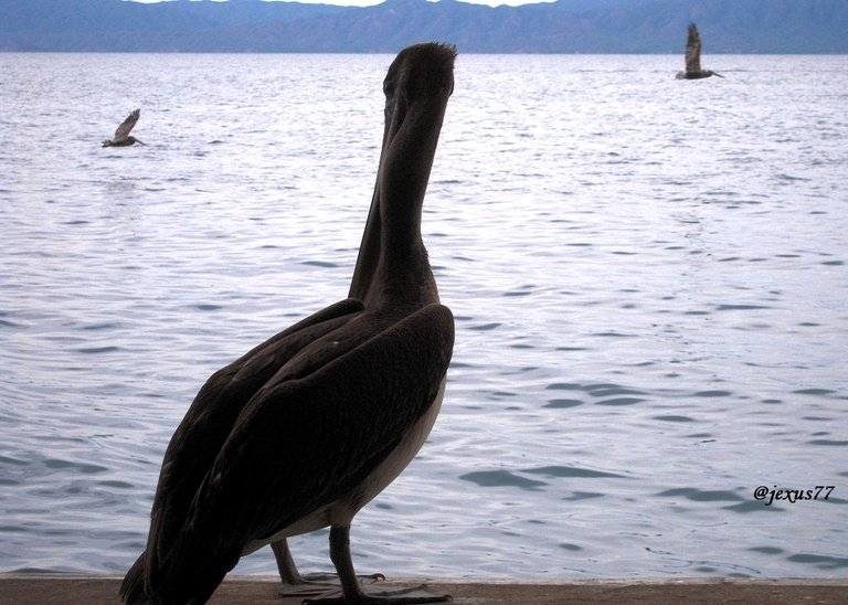 10-Pelicanos.jpg